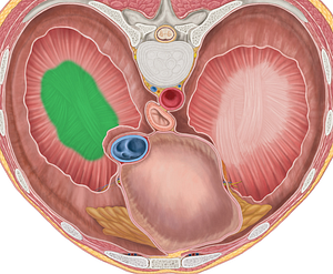 Right central tendon of diaphragm (#2557)