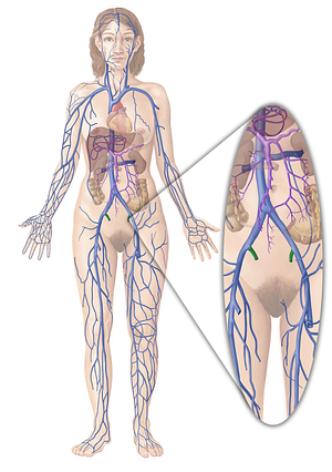 Internal iliac vein (#10319)
