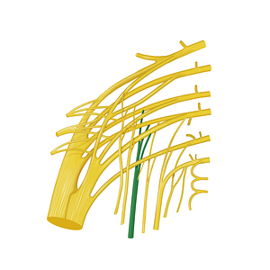Posterior femoral cutaneous nerve (#12765)