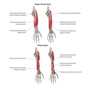 Extensors of the forearm (EN headlines) (Latin)
