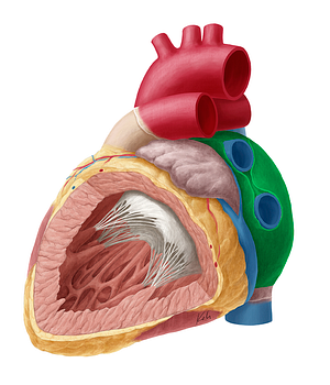 Left atrium of heart (#2114)