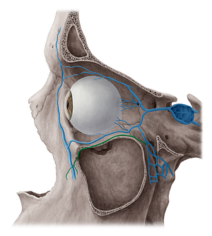 Infraorbital vein (#17335)
