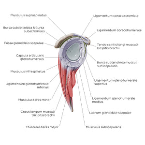 Shoulder (glenohumeral) joint (Latin)