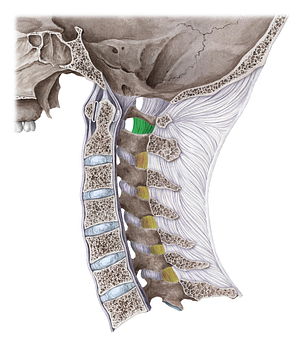 Posterior atlantoaxial membrane (#17172)