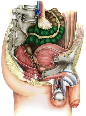 Sigmoid colon (#2741)