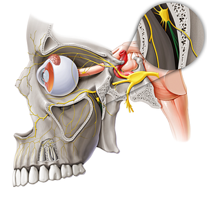 Palatine nerves (#6260)