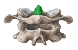 Dens of axis (#3192)