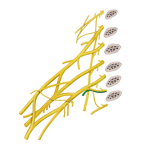 1st intercostal nerve (#20548)