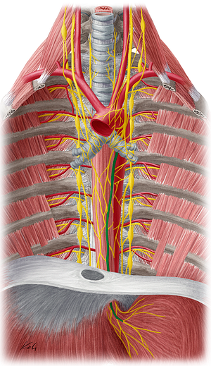 Anterior vagal trunk (#9671)