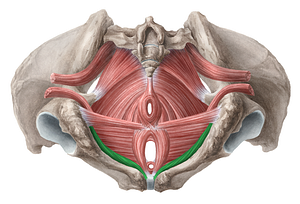 Ischiocavernosus muscle (female) (#5510)