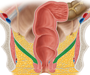 Levator ani muscle (#5533)