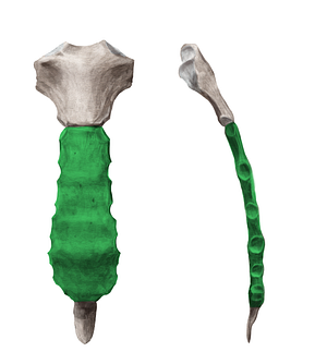 Body of sternum (#11182)