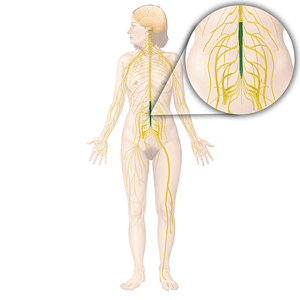 Cauda equina (#2516)