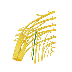 Nerve to obturator internus muscle (#12762)