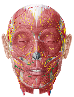 Buccal branches of facial nerve (#8476)