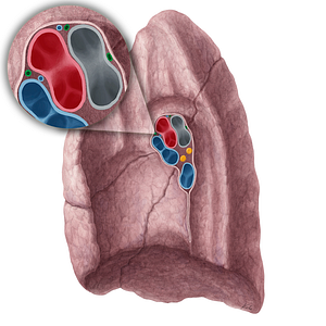 Bronchial arteries of right lung (#21322)