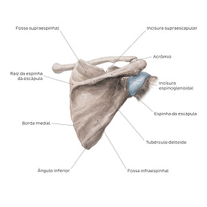 Scapula: Posterior view (Portuguese)