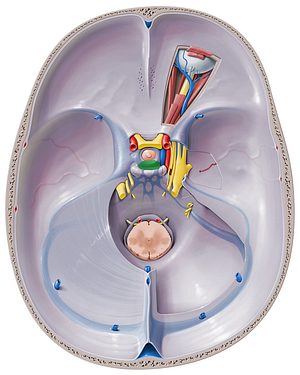 Posterior intercavernous sinus (#9020)