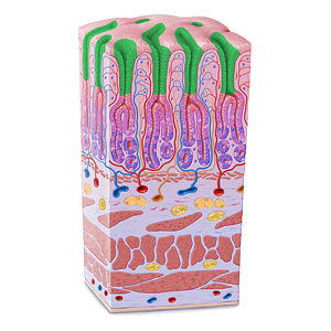 Gastric pit (#21605)