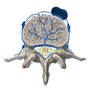 Posterior external vertebral venous plexus (#8081)