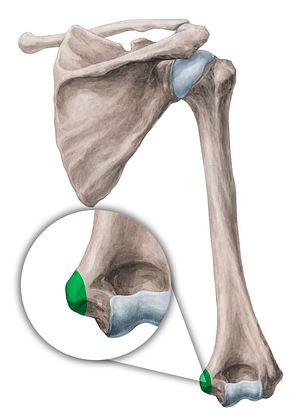 Medial epicondyle of humerus (#3404)