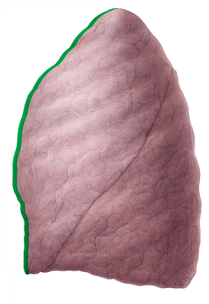 Anterior border of lung (#21465)