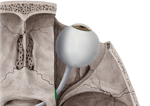 Common tendinous ring (of Zinn) (#681)
