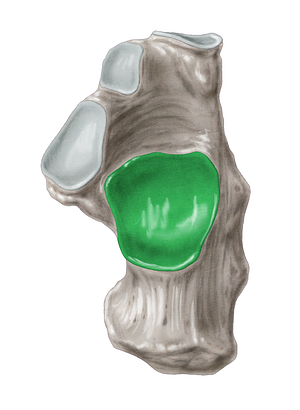 Posterior talar articular surface of calcaneus (#3479)