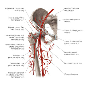 Femoral artery and its branches (English)