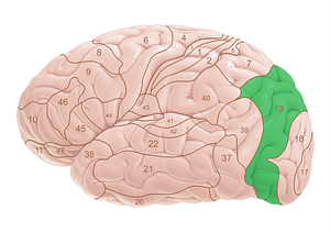 Brodmann area 19 (#18027)