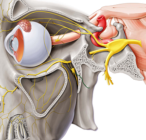 Pharyngeal nerve (#6680)