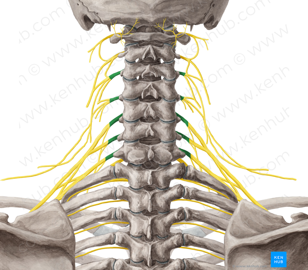 Spinal Nerves C3 C7 6202 Kenhub Image License Store