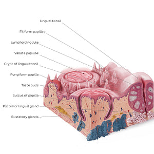 Lingual papillae (English)