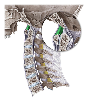 Anterior atlantooccipital ligament (#20139)