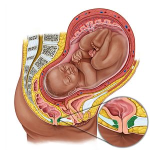 Internal anal sphincter (#19196)