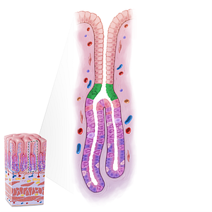 Isthmus of gastric gland (#21627)