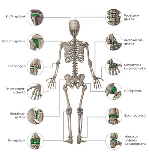 Main joints - posterior (German)