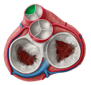 Anterior semilunar leaflet of pulmonary valve (#9917)