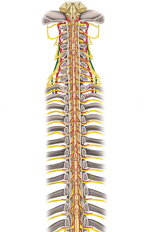 Ascending cervical artery (#1026)