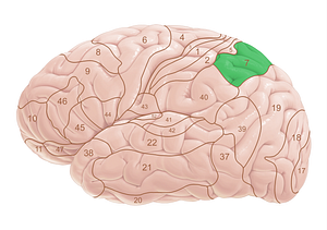 Brodmann area 7 (#18013)