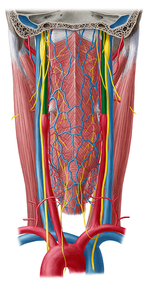 Internal carotid artery (#983)