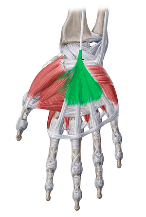 Palmar aponeurosis (#785)