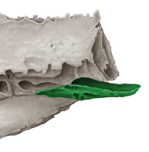 Middle nasal concha of ethmoid bone (#2802)