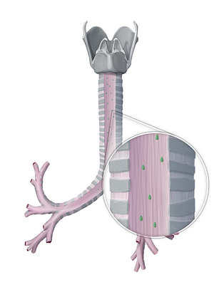 Tracheal glands (#4078)