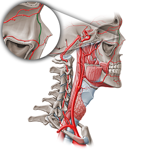 Angular artery (#882)
