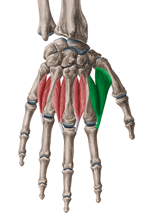 1st dorsal interosseous muscle of hand (#5490)