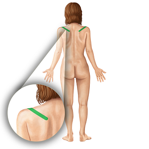 Spine of scapula (#19777)