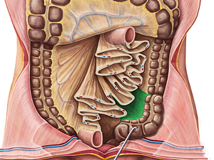 Sigmoid mesocolon (#5088)