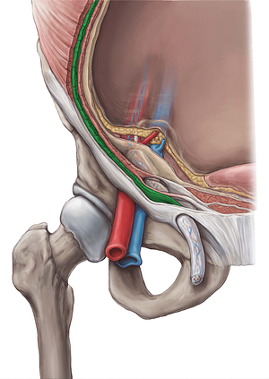 Internal abdominal oblique muscle (#5661)