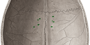 Granular foveolae (#3910)